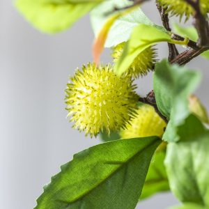 Chestnut Branch2-min