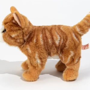 kitten1-min